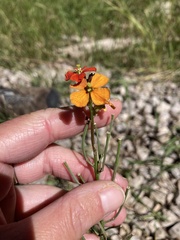 Erysimum capitatum