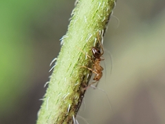 Solenopsis