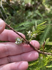 Taxodiomyia cupressi