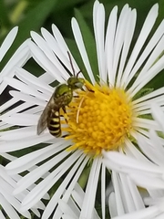 Agapostemon virescens