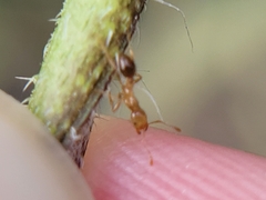 Solenopsis