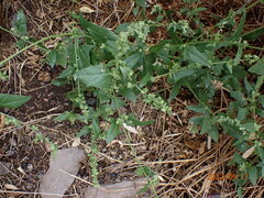 Chenopodium berlandieri