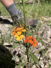 Erysimum capitatum