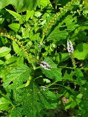 Heliotropium indicum