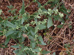 Chenopodium berlandieri