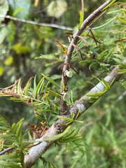 Taxodiomyia cupressi