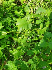 Heliotropium indicum