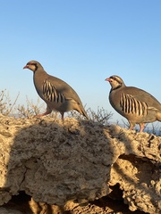 Alectoris chukar