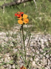 Erysimum capitatum