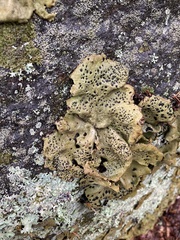 Umbilicaria muhlenbergii