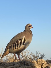 Alectoris chukar