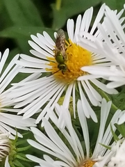 Agapostemon virescens