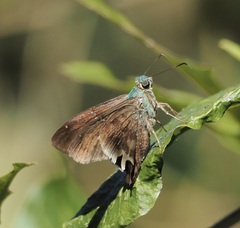 Thorybes egregius egregius