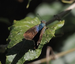 Thorybes egregius egregius