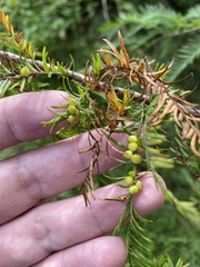 Taxodiomyia