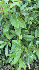 Cinnamomum camphora