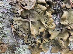 Umbilicaria muhlenbergii