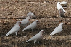 Cacatua tenuirostris