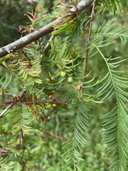 Taxodiomyia