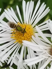 Agapostemon virescens
