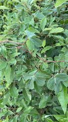 Cissus trifoliata