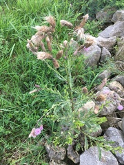 Cirsium arvense