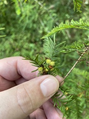 Taxodiomyia