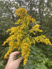 Solidago gigantea