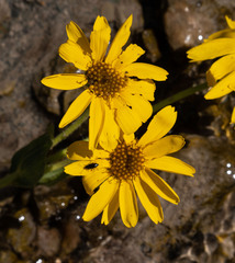 Arnica mollis