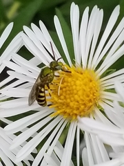 Agapostemon virescens