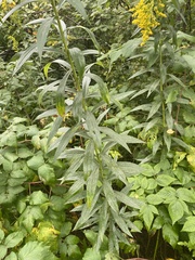Solidago gigantea