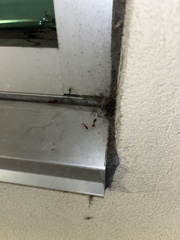 Camponotus floridanus