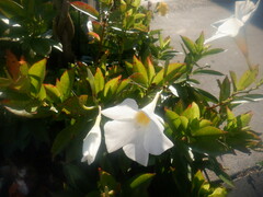 Mandevilla sanderi