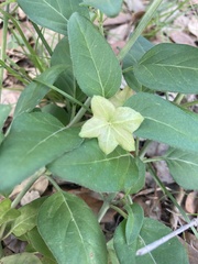 Mirabilis nyctaginea