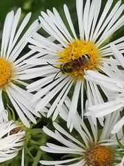 Agapostemon virescens