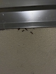 Camponotus floridanus