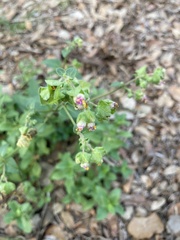 Mirabilis nyctaginea