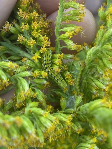 Schinia nundina photographed on goldenrod