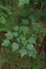 Acer morrisonense