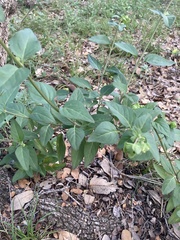 Mirabilis nyctaginea