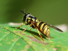 Chrysotoxum
