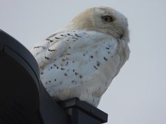 Bubo scandiacus