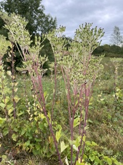 Arnoglossum atriplicifolium