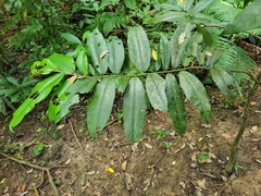 Diospyros blancoi