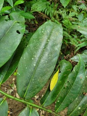 Diospyros blancoi