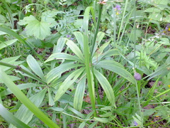 Lilium martagon