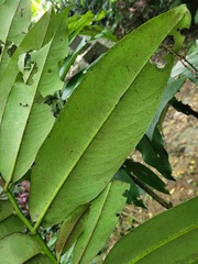 Diospyros blancoi