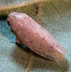 Curtara insularis
