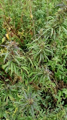 Cannabis sativa spontanea