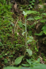 Pseudognaphalium adnatum